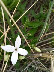 Bouvardia longiflora