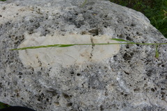 Limnodea arkansana