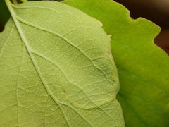 Aulagromyza hendeliana