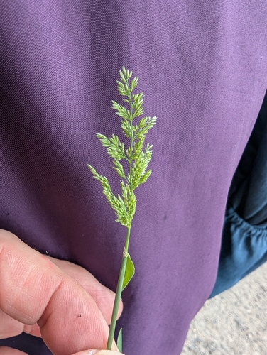 Polypogon viridis, photograph 6