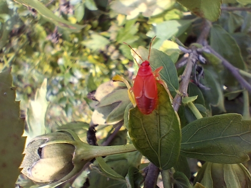 European Firebug