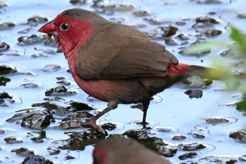 iNaturalist image