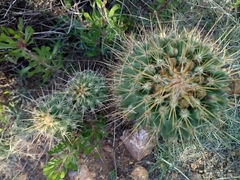 Coryphantha octacantha