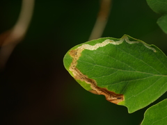 Aulagromyza cornigera