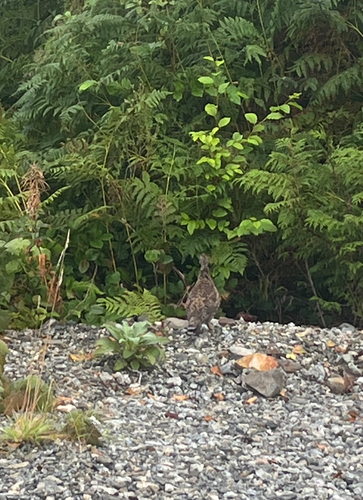 Sooty Grouse