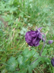 Aquilegia atrata