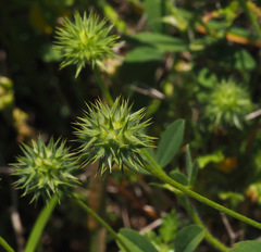 Trifolium leucanthum