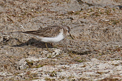 iNaturalist image