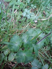 Aquilegia atrata