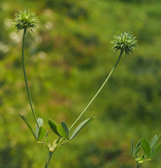 Trifolium leucanthum