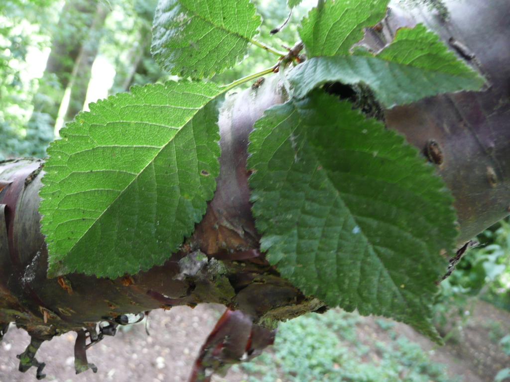 gray-leaf cherry