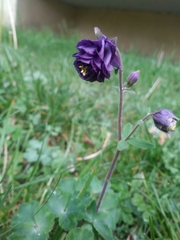 Aquilegia atrata
