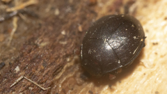 Caerosternus americanus