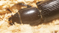 Trogossitidae