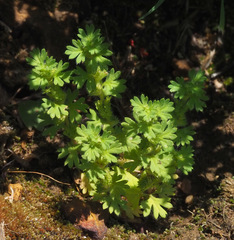 Alchemilla arvensis