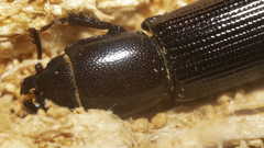 Trogossitidae