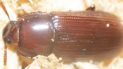 Uloma punctulata