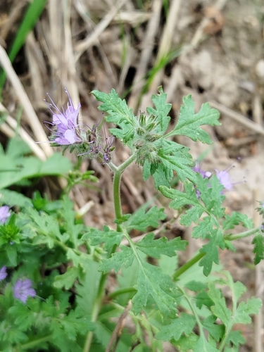 Lacy phacelia
