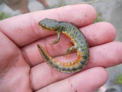 Notophthalmus meridionalis