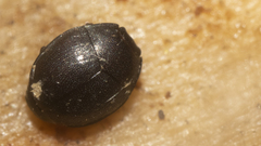 Caerosternus americanus