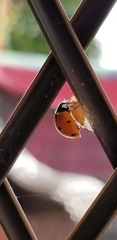 Dinocampus coccinellae paralysis virus