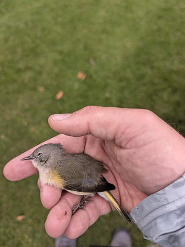 American Redstart