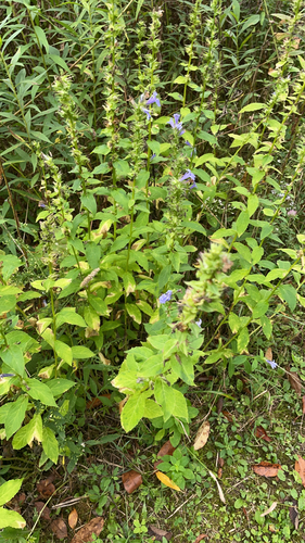 great blue lobelia