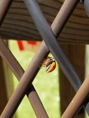 Dinocampus coccinellae paralysis virus