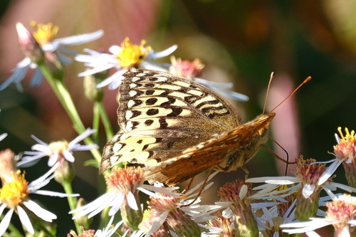 Great Spangled Fritillary