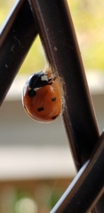 Dinocampus coccinellae paralysis virus