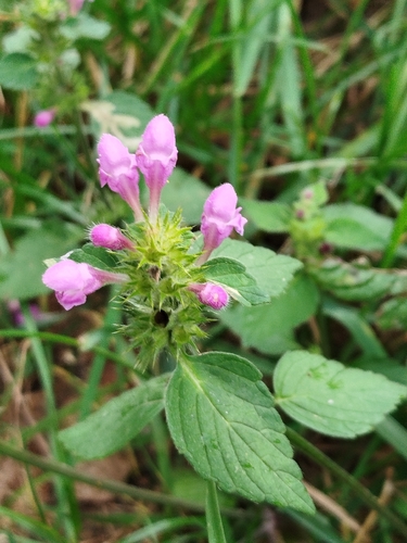 Hairy Hemp-nettle