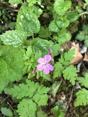 Geranium robertianum