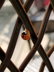 Dinocampus coccinellae paralysis virus
