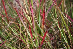 Anthoxanthum redolens