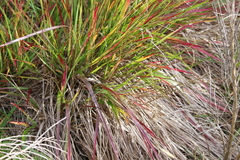 Anthoxanthum redolens