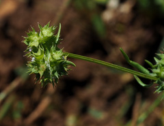 Valerianella coronata