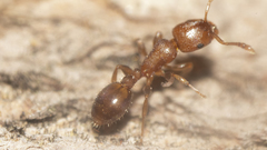 Temnothorax schaumii