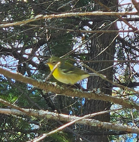Northern Parula