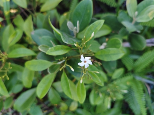 Jasminum lanceolaria observed 2026-09-05