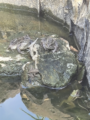 Plains Leopard Frog