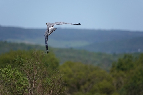 Cinereous Harrier
