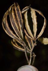 Cespedesia