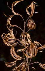 Cespedesia