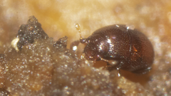 Leiodinae