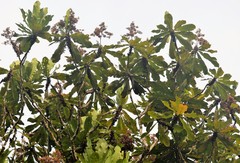 Cespedesia
