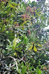 Cespedesia