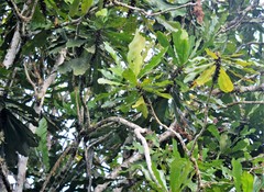 Cespedesia