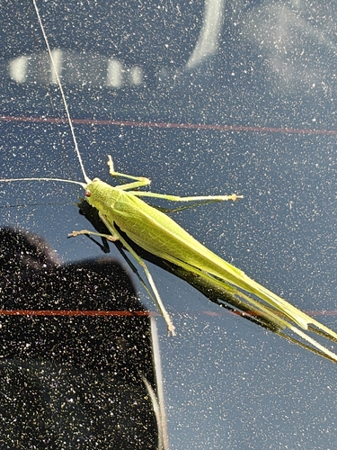 Mediterranean Katydid