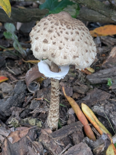 Parasol