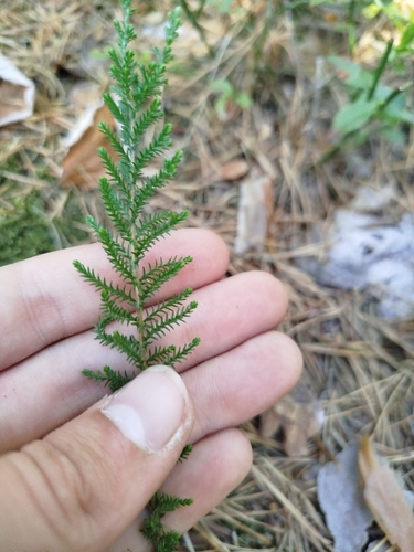 common heather